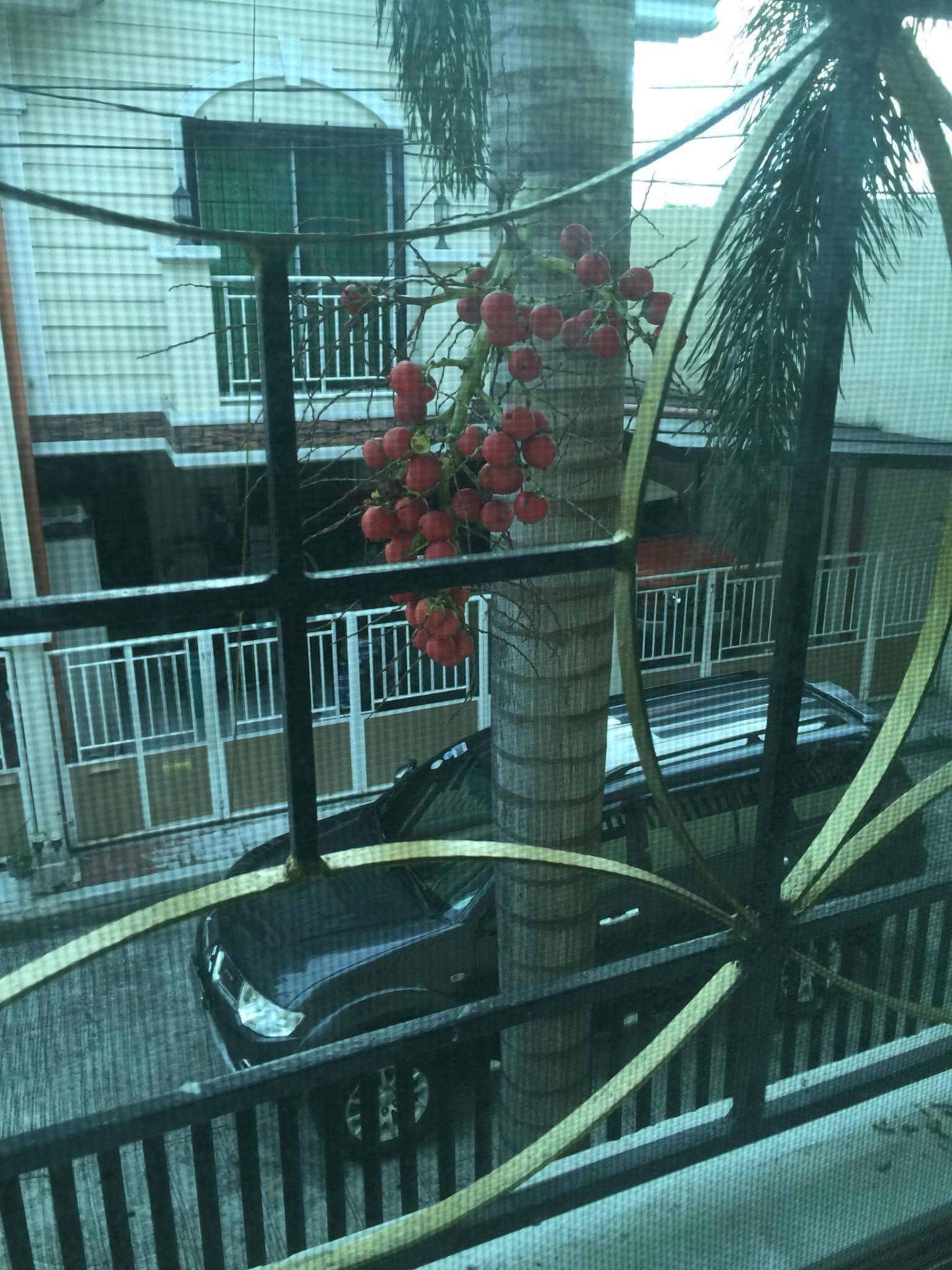 LAS PIÑAS CITY HOUSE AND LOT FOR RENT